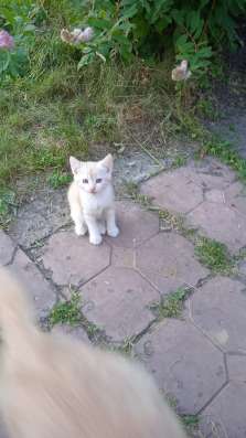 Отдам в добрые руки котят в Кемерове фото 5