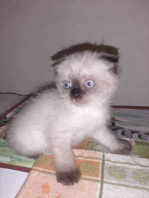 Шотланские котята