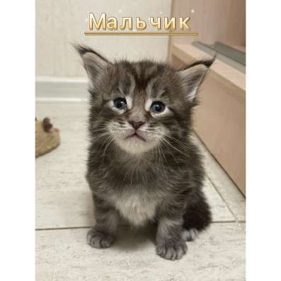 Котята мейн кун в Красногорске фото 12