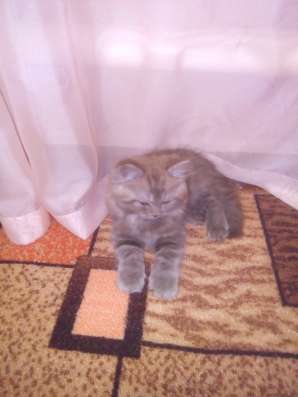 Отдам котенка в добрые руки