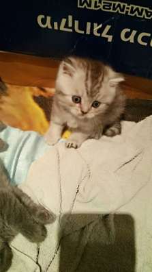 Продаю шотландских котят фото 6