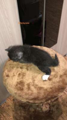 Отдам котят в Нижнем Новгороде фото 4