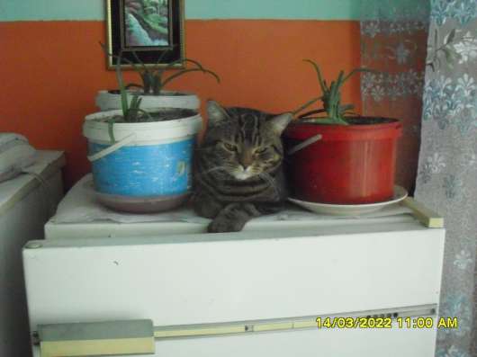 Отдам кота