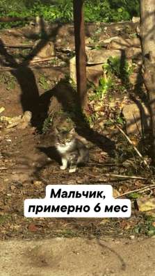 Котята бесплатно