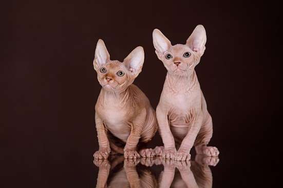 Роскошные котята канадский сфинкс в Стерлитамаке фото 11