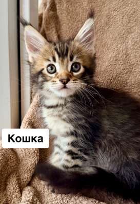 Котята Мейн-кун с документами в Геленджике