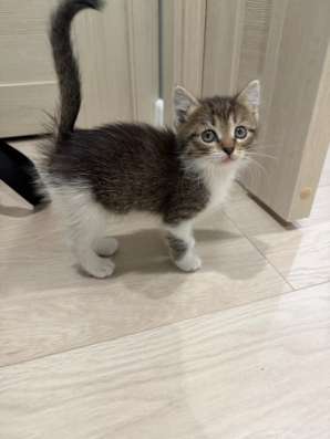 отдам котенка