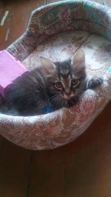 Двух месячный котёнок, мальчик в Магнитогорске фото 19