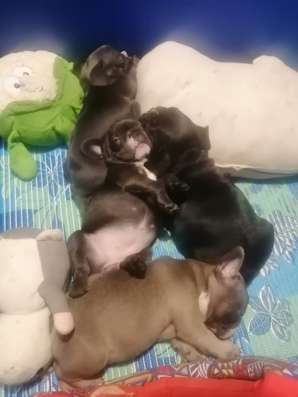Blue french bulldog