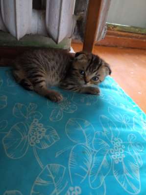 Шотландские котята фото 29