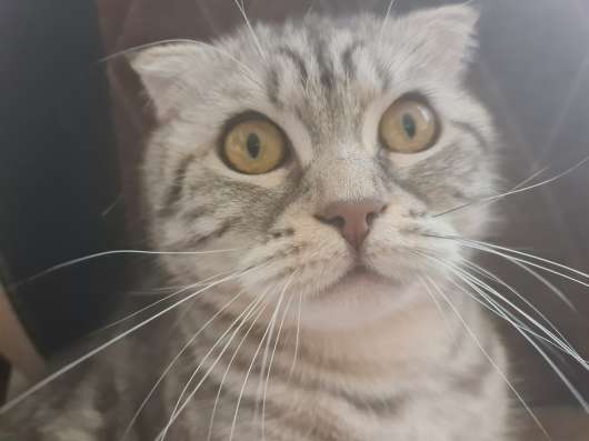 Кошку отдам бесплатно