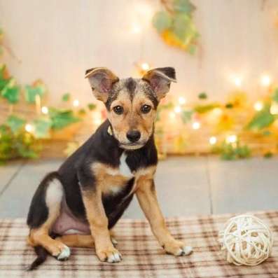 Маленькая собачка щенок даром