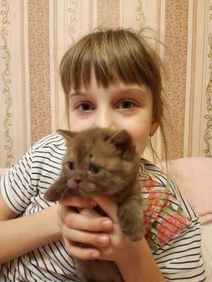 Британские котята в Санкт-Петербурге