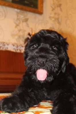 Russian Black terrier/Русский черный терьер фото 4