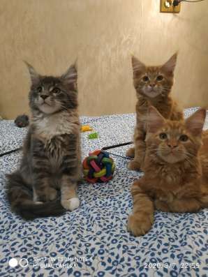 Котик Мейн кун в Екатеринбурге