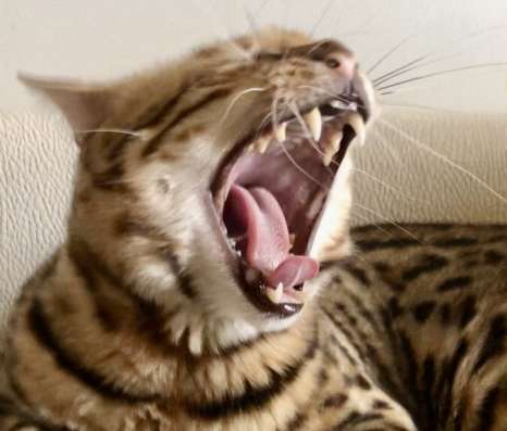 F2 bengal cat