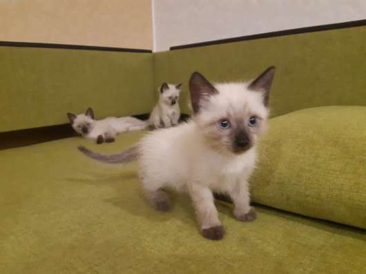 Сиамские котята в Сыктывкаре фото 12
