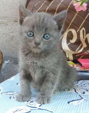 Отдам котят в добрые руки