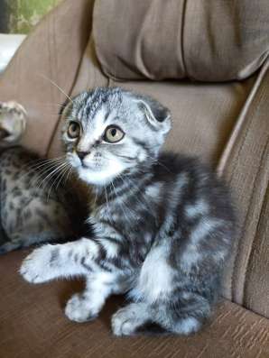 Шотландские котята фото 9