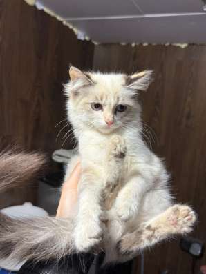 Отдам котят в добрые руки в Томске фото 5