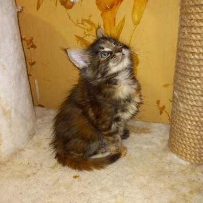 Котята мей- кун в Брянске