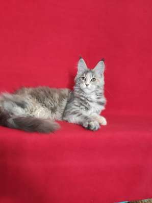 Котики мей-кун из питомника в Владимире фото 12