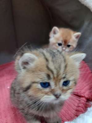Британские котяиа фото 5