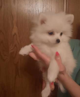 Pomeranian Zwergspiz фото 7