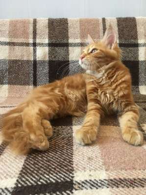 Котята Мейн-куны в Краснодаре фото 7