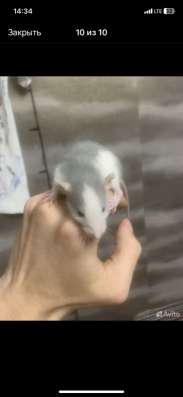 Мыши