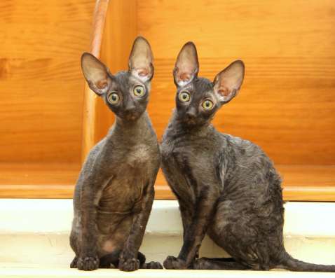 Котята корниш рекс
