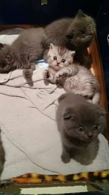 Продаю шотландских котят
