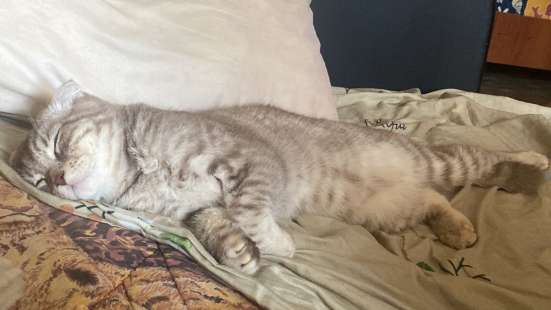 Шотландский вислоухий котик в Туле