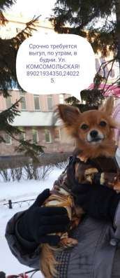 Нужен выгул для тойчика