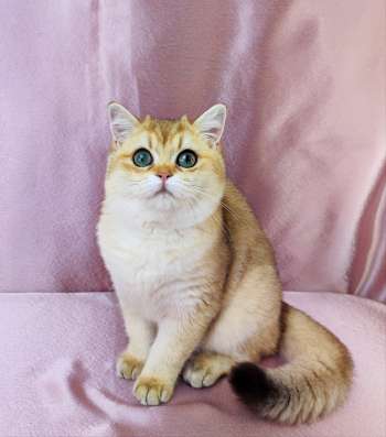 Golden Shorthair фото 8