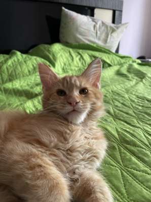 Мейн кун котята фото 7