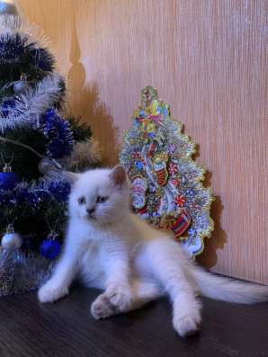 Клубные котята фото 9