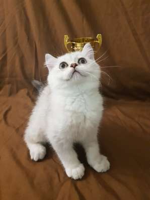 Шотландские котята фото 3