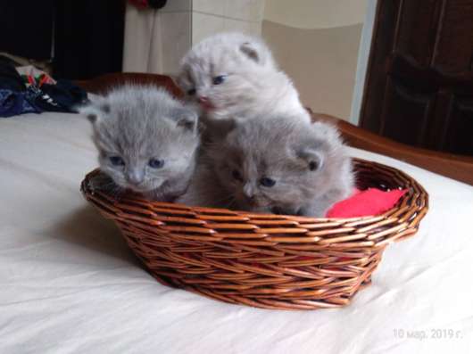 Британские котята. Britische Kätzchen