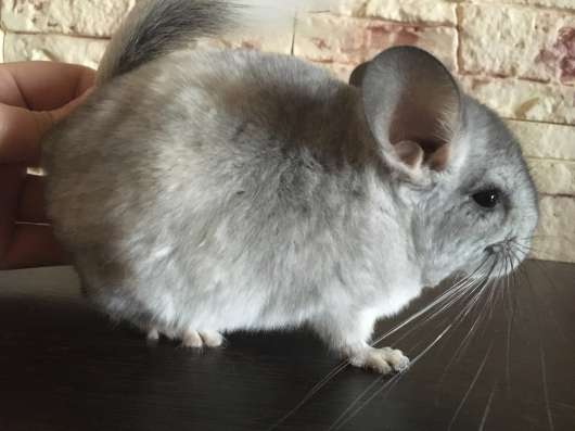 Шиншиллы