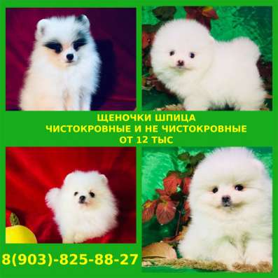 Красивые детки шпица