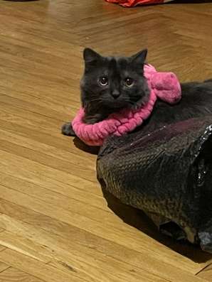 На передержку кот (кастрирован)
