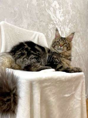 Котята Мейн Кун в Москве
