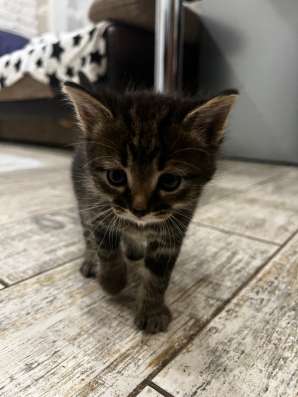 Отдаю котят в добрые руки !