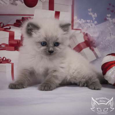 Сибирский котенок