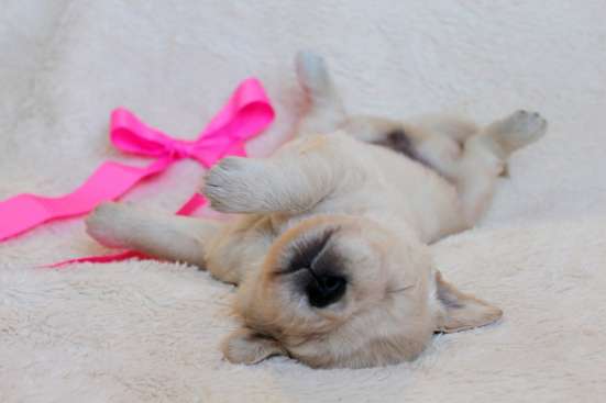 Golden Retriever Welpen фото 8