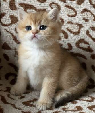 Британские котята