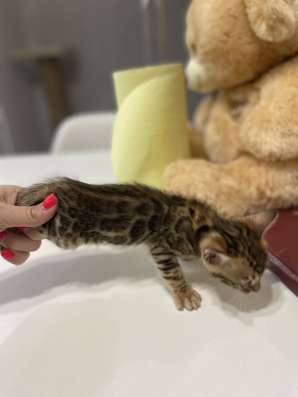 Бенгальские котята