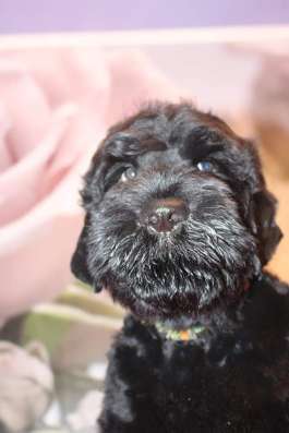 Russian Black terrier/Русский черный терьер фото 5