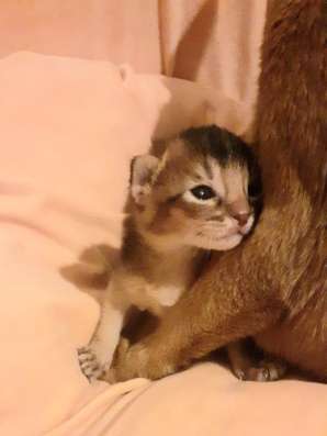 Абиссинские котята в Калининграде фото 3